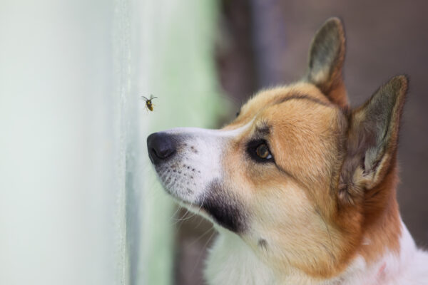 funny Corgi puppy tries to catch a dangerous striped insect wasp with its nose in the garden