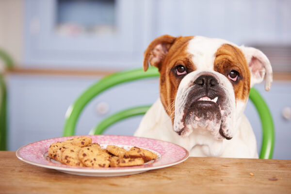 Sad Looking British Bulldog Tempted By Plate Of Cookies