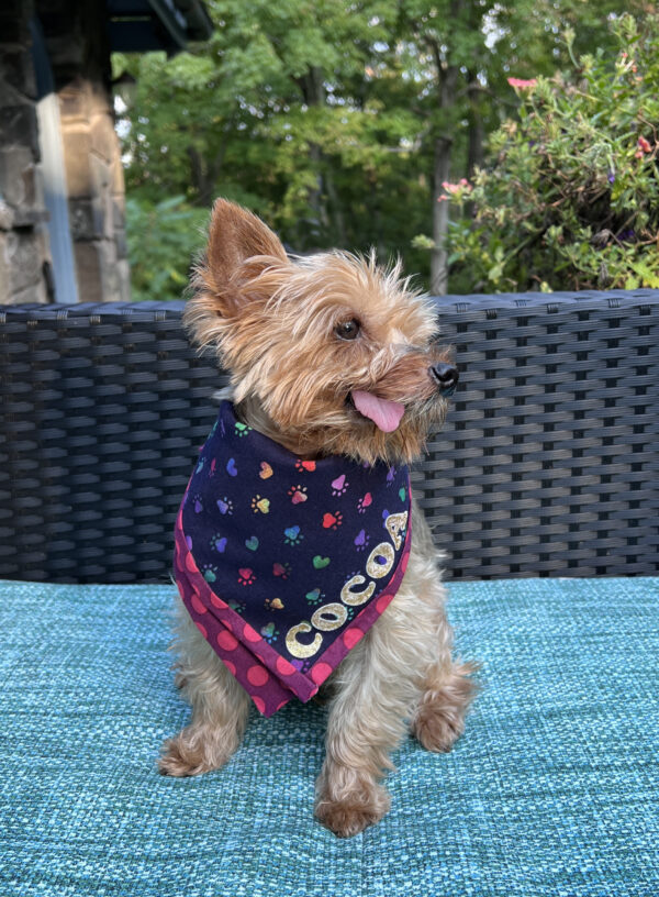 dog bandana