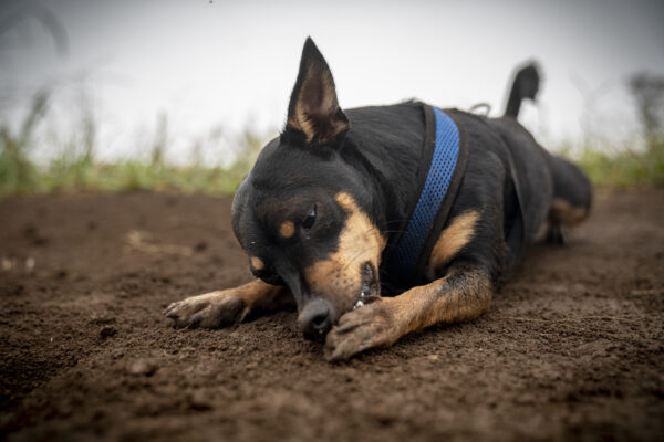 Petite dog licking his paw while laying on a trail