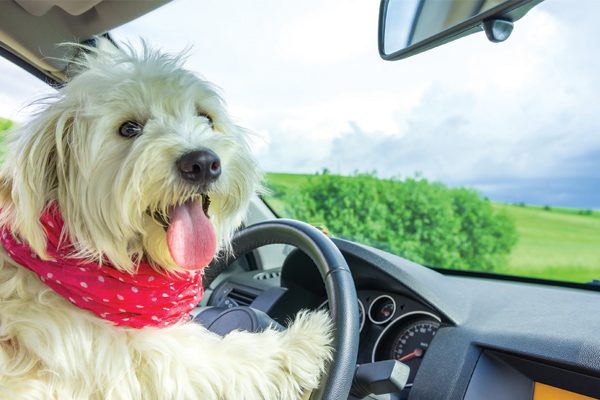 Dog driving car