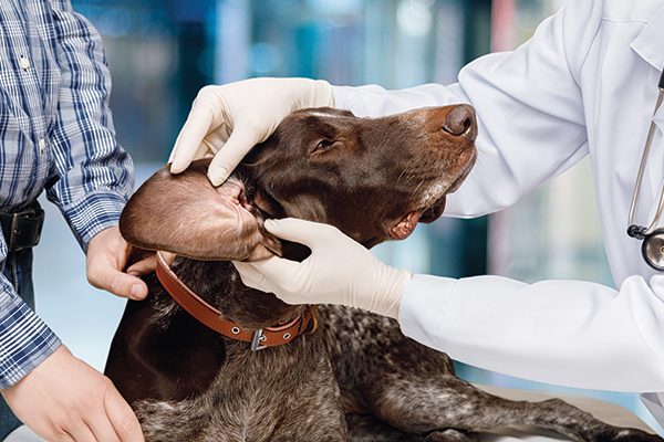 Vet examines the inside of a dog's ear. Photography by: ©Natali_Mis | Getty Images