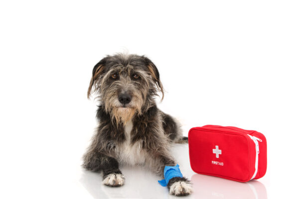 SICK OR INJURED DOG. PUPPY LYING DOWN WITH A BLUE BANDAGE OR ELASTIC BANDAGE ON FOOT AND A EMERGENCY OR FIRT AID KIT. PAIN EXPRESSION. ISOLATED ON WHITE BACKGROUND.