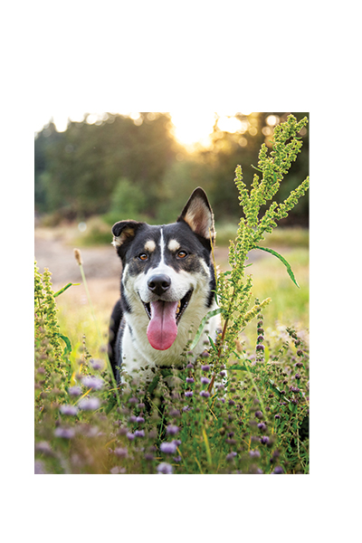 Dog laying in a field of flowers. Photography by: ©Teran Buckner | Phido Photography