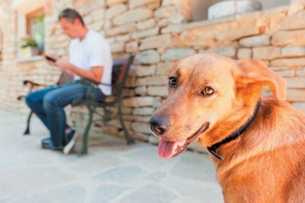 A dog left alone while human is ignoring or on phone.