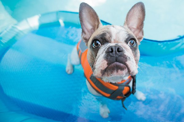 Dog looking up in a life vest, confused.