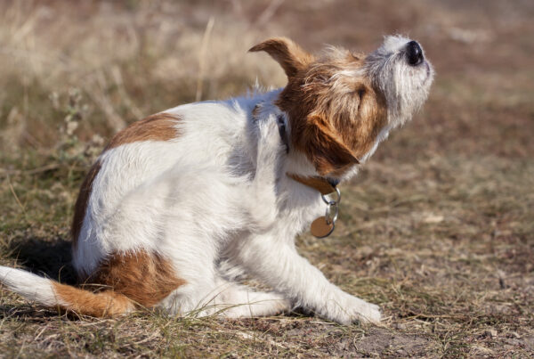 Dog puppy scratching in the grass