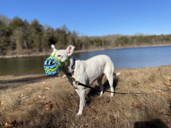 cage muzzle for dog