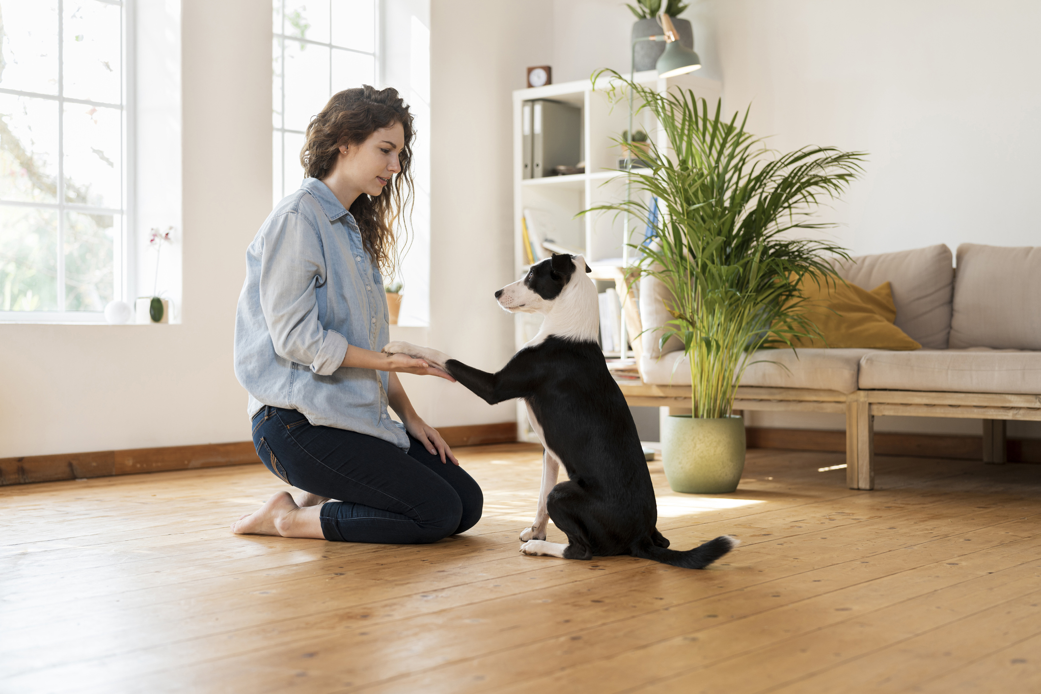 dog obedience training at home