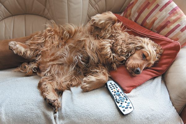 You love your pup but not the stench he leaves in the house. Photography ©uplifted | Getty Images.