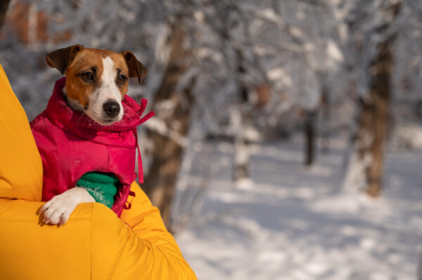 dog wearing a jacket in the snow