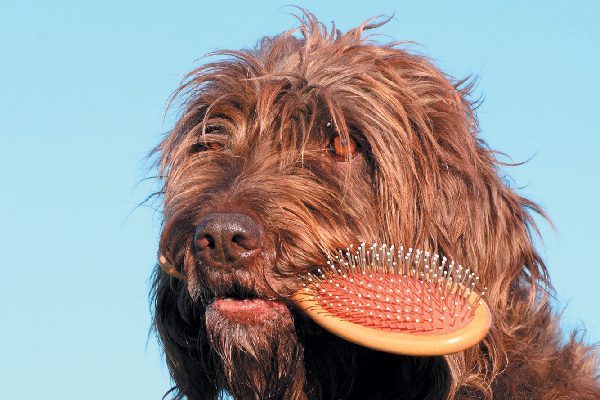 Dog with curly hair holding brush in his mouth.