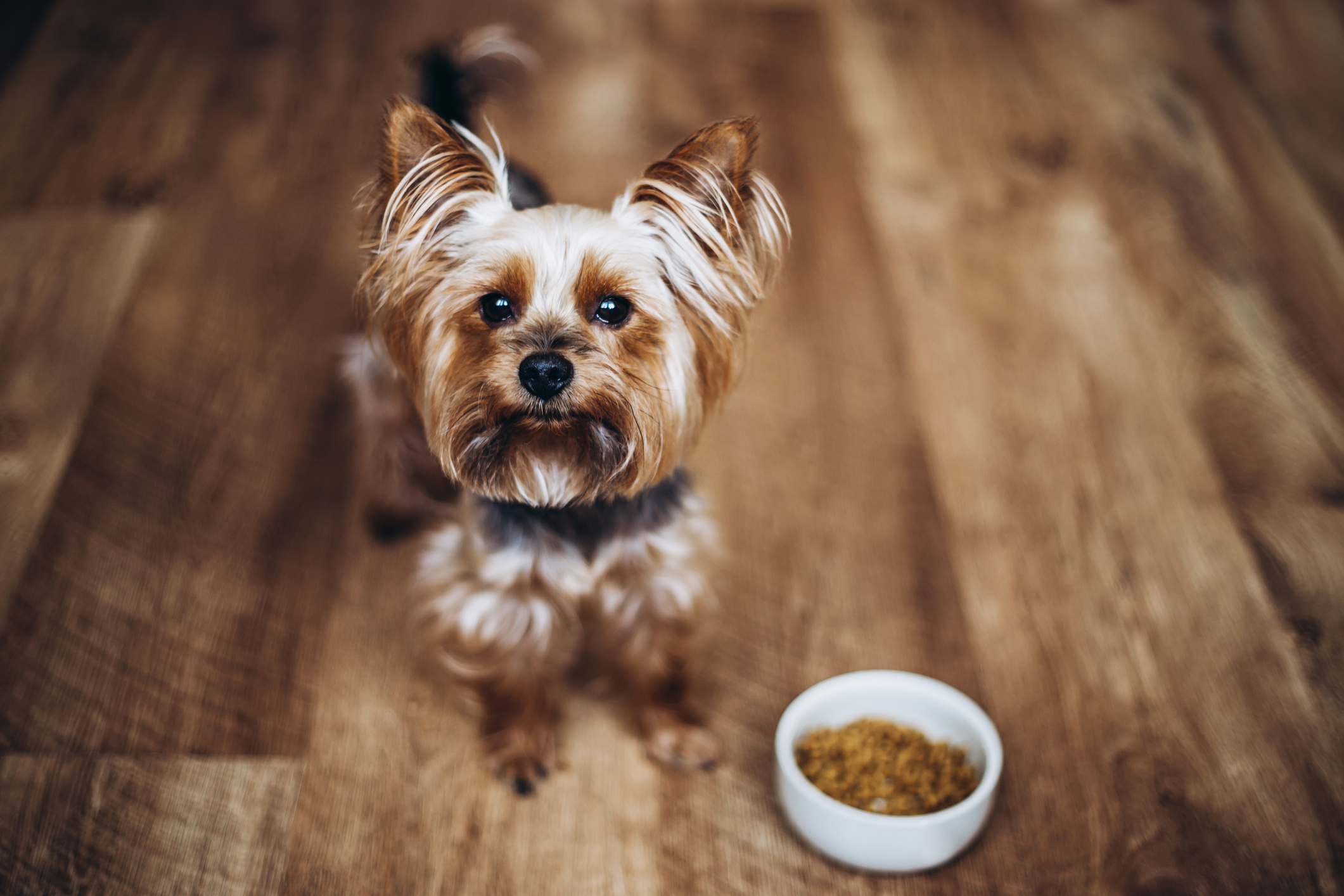 Beautiful yorkshire terrier standing on the floor