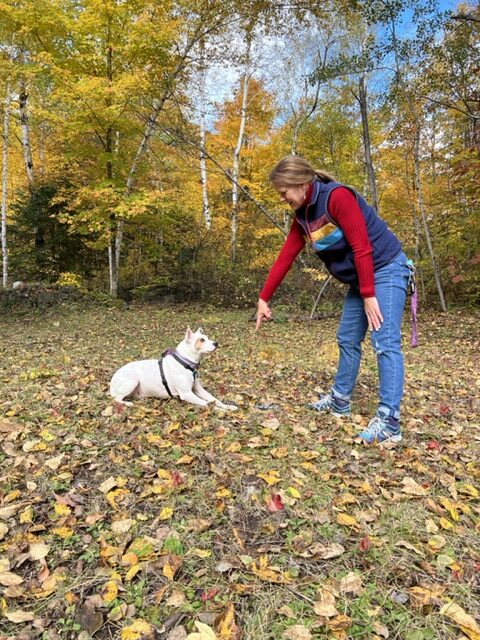 dog training hand signal for down