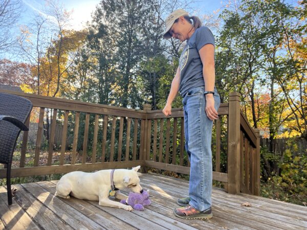 dog training hand signal for drop