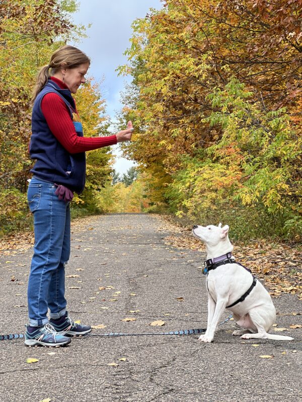 dog training hand signal for sit