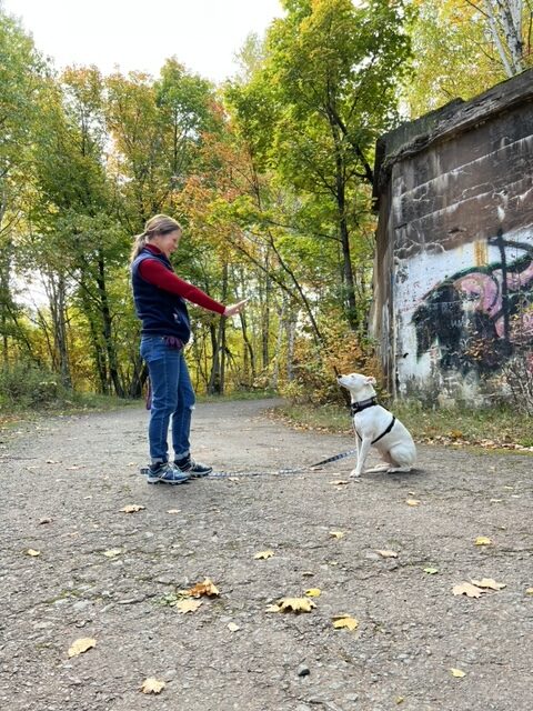 dog training hand signal for stay and wait