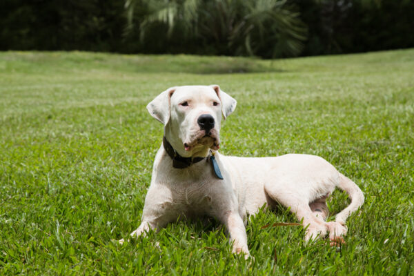 Dogo Argentino Dog.