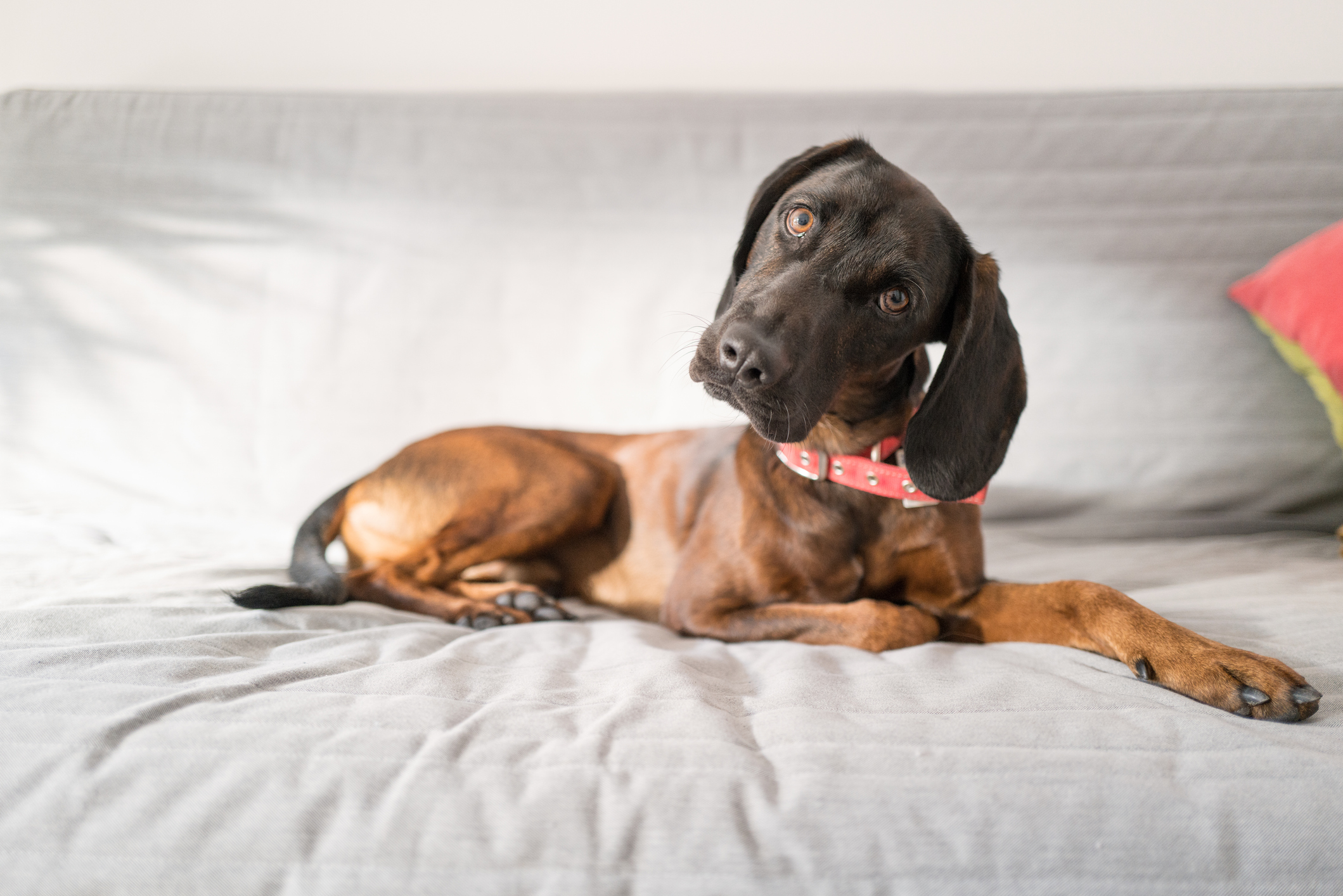 Cute dog laying on couch and looking at its owner