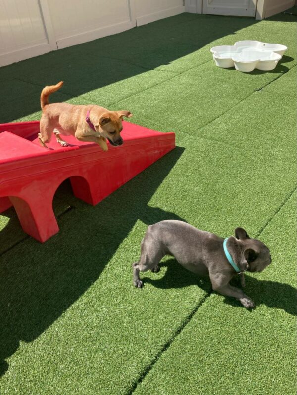 dogs playing at dog daycare