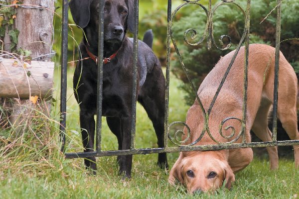 Dogs trying to escape out of fence.