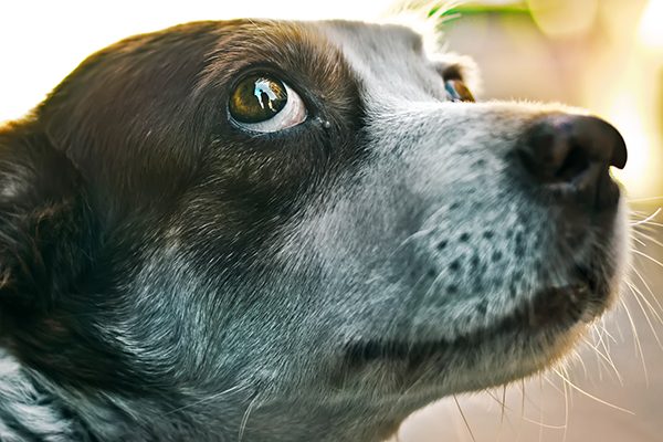 A dog with wide eyes, or whale eyes, looking scared.