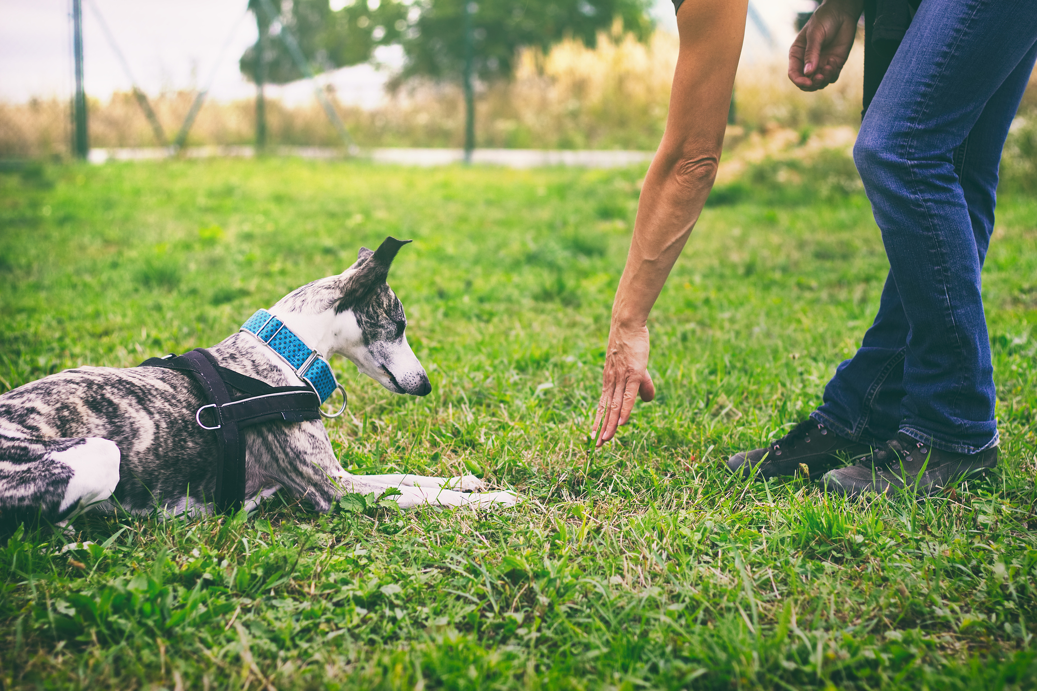 Woman is training her dog to lie down