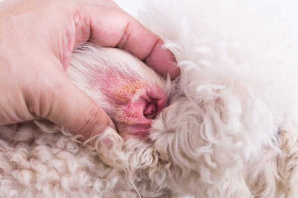 Dry ear skin of dog, suggesting symptom of Aural Hematoma