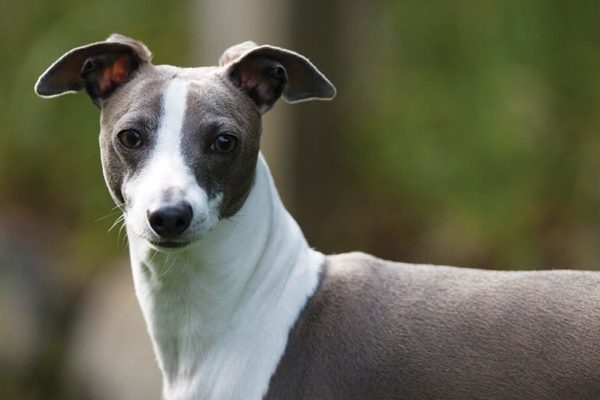 Italian Greyhound