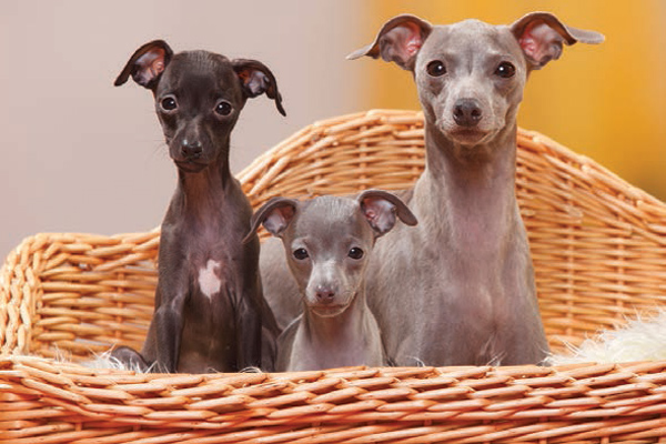 Italian Greyhound