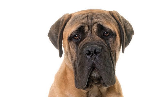 Mastiff dog breed