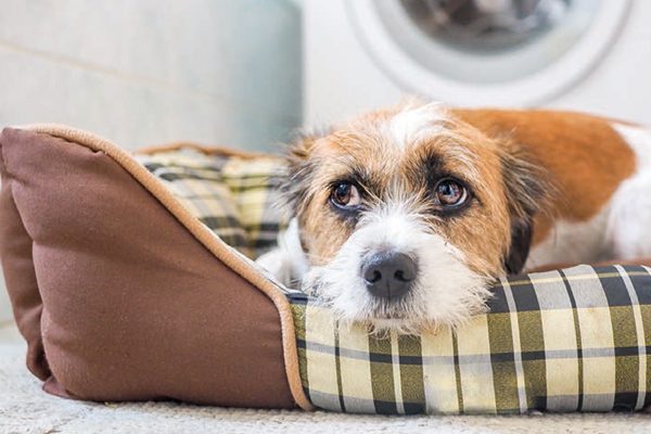 Dog in bed.