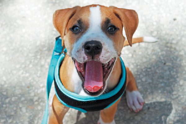 Excited, happy dog on leash with harness.