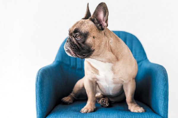 French Bulldog looking away, not interested.