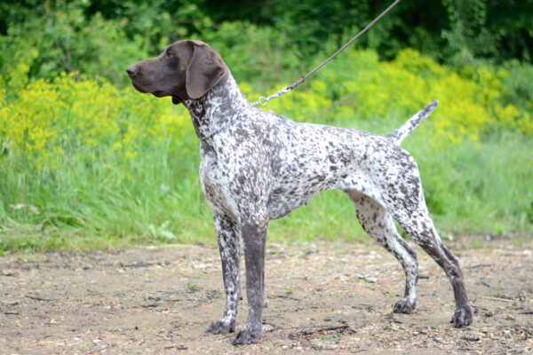 German Shorthair Pointer hunt