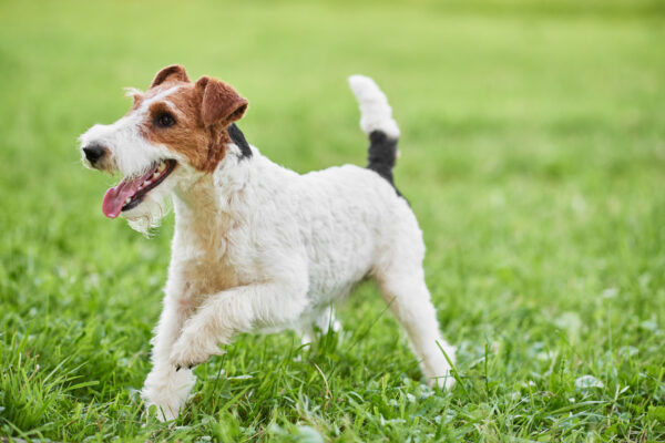 Adorable happy fox terrier dog at the park