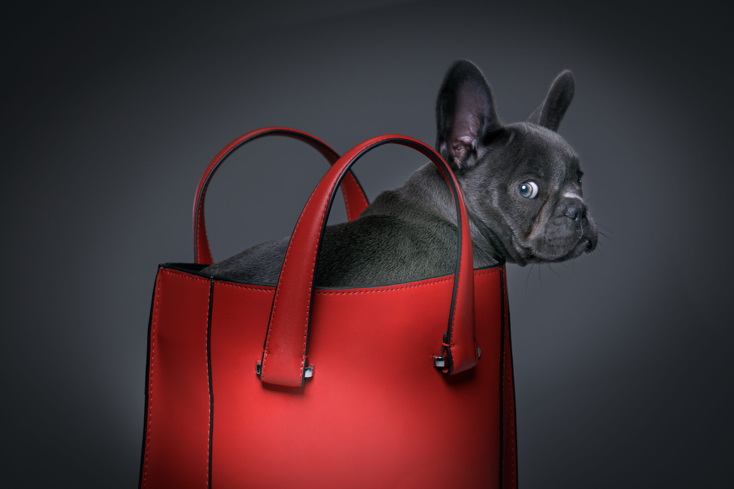 Female blue French Bulldog puppy in a handbag.