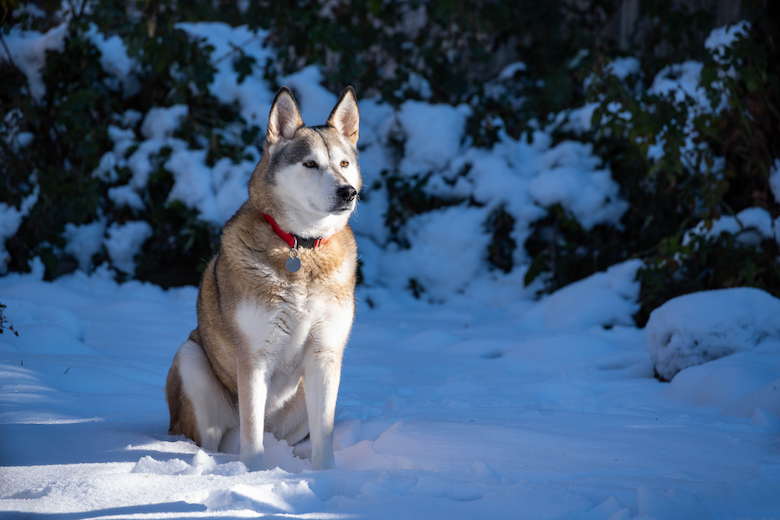 Alaskan Husky Dog Breed