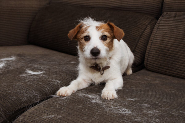 FURRY JACK RUSSELL DOG, SHEDDING HAIR DURING MOLT SEASON PLAYING ON SOFA.