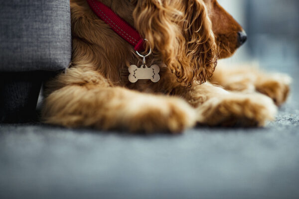 dog id tags