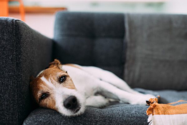 Dog lying on sofa at home, looking ill and sad