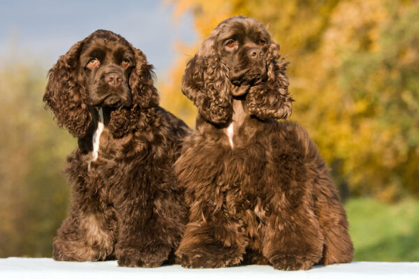 American Cocker Spaniel dog breed