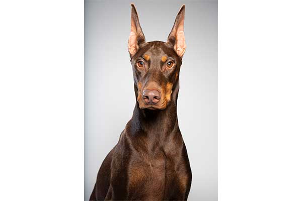 doberman