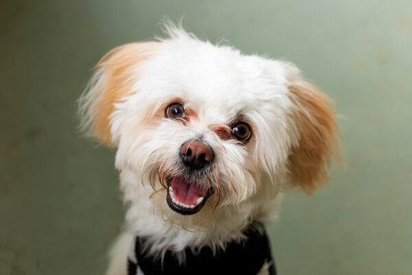 Portrait of a Small white dogs face looking at the camera