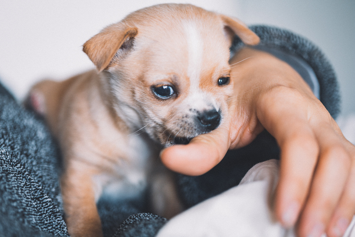 Midsection Of Person With Puppy