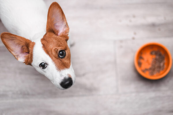 Jack russell terrier looking up. Puppy sitting on wooden floor. Dog with an empty food bowl. Sad and hungry puppy