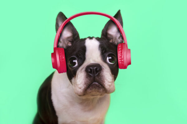 Funny dog with headphones