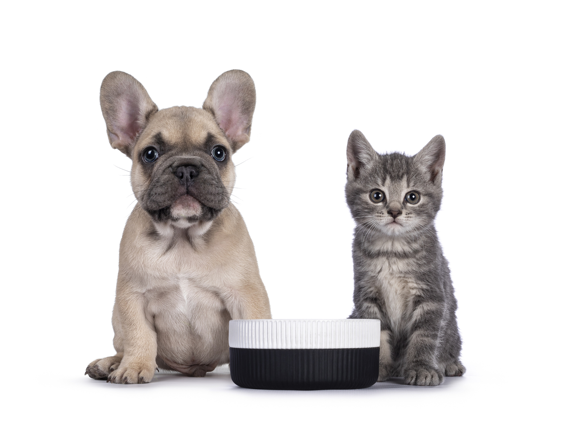 Cat with food bowl on white background