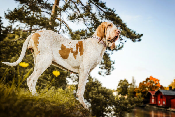 Bracco Italiano pointer with Porvoo red houses landscape at background