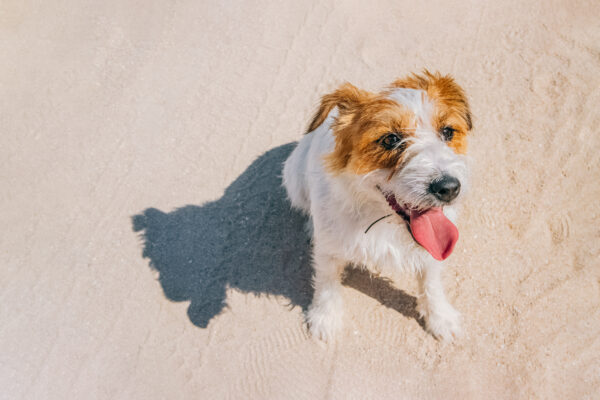 Jack Russell Terrier dog sitting on the sand with his tongue sticking out.